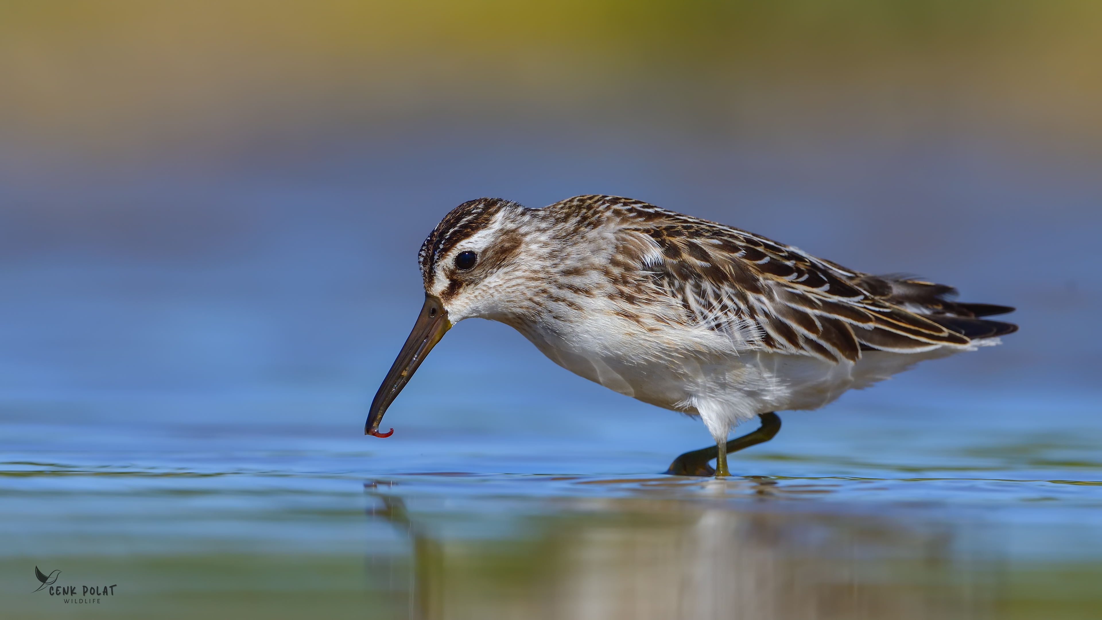 Broad-billed Sandpiper